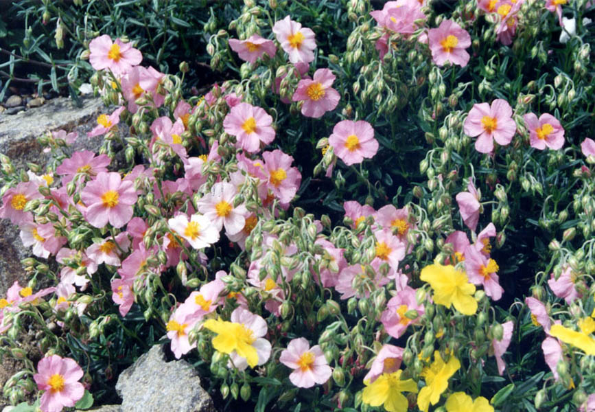 Helianthemum nummularium 'Wisley Pink' en fleurs dans un jardin des Royal Botanic Gardens de Wisley